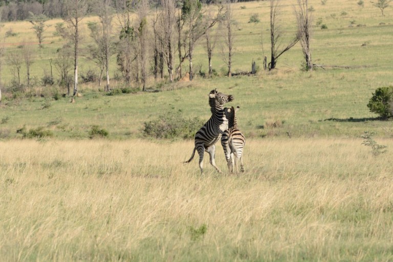 2016_11_afs__d60_8925