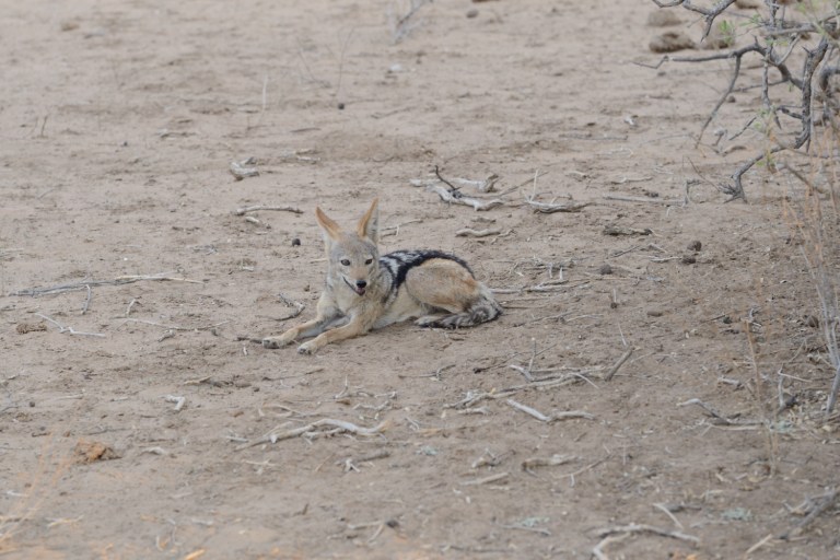 2016_11_afs__d60_9100