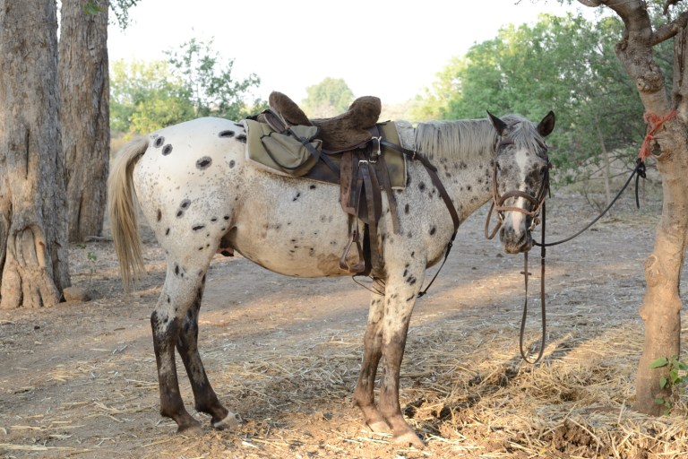 2016_11_botswana__d60_9111