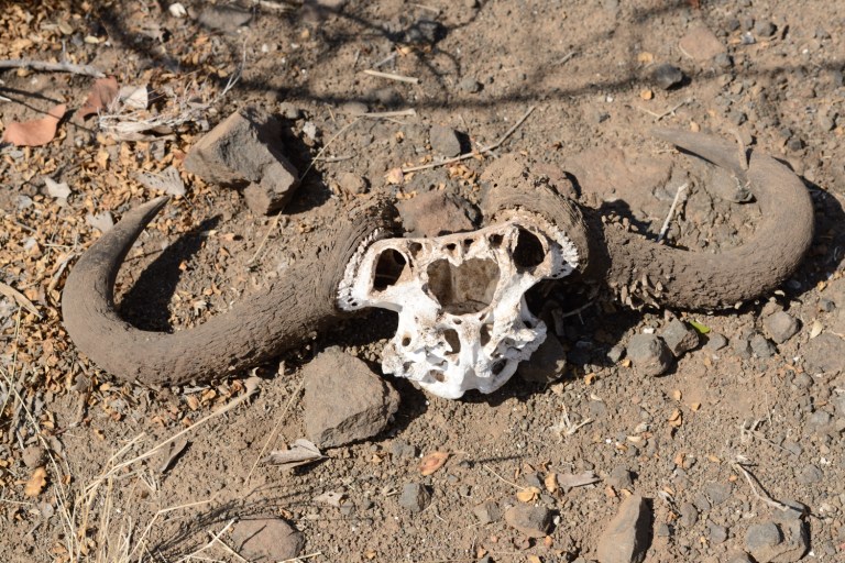 2016_11_botswana__d60_9121