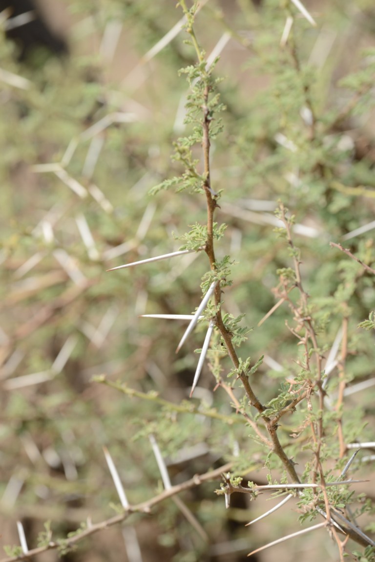 2016_11_botswana__d60_9153