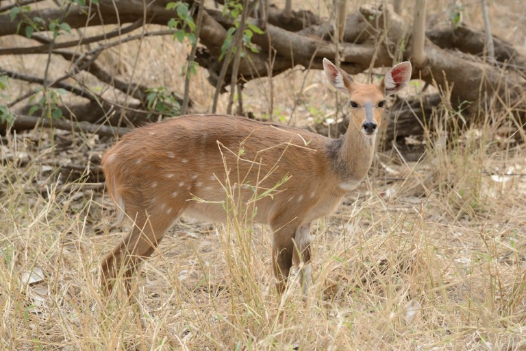 2016_11_botswana__d60_9171