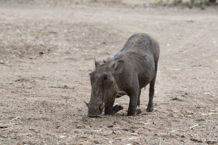 2016_11_botswana__d60_9183