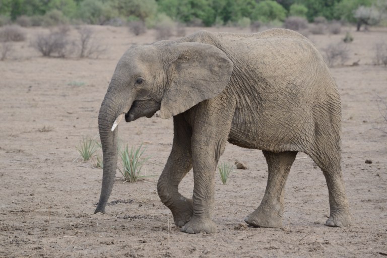 2016_11_botswana__d60_9203