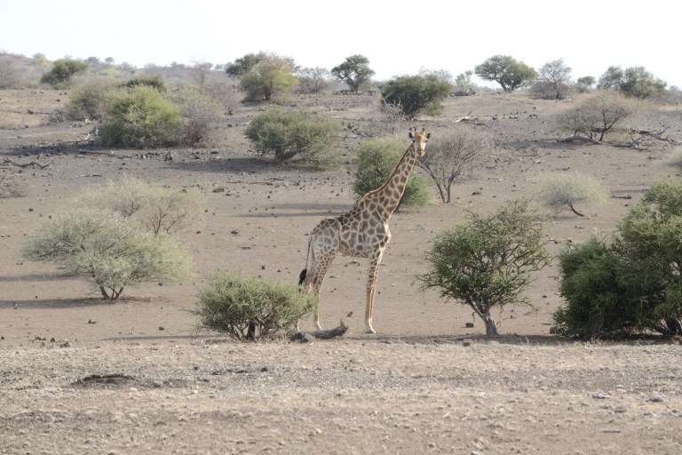 2016_11_botswana__d60_9234