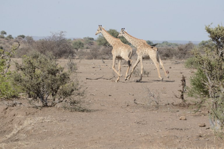2016_11_botswana__d60_9267