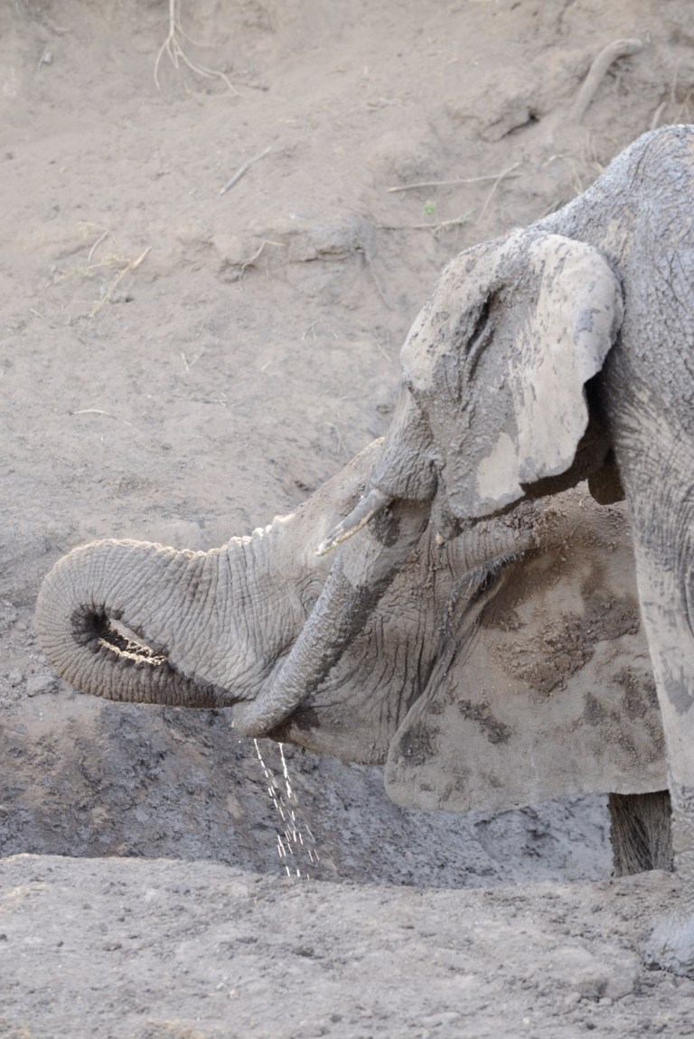 2016_11_botswana__d60_9301