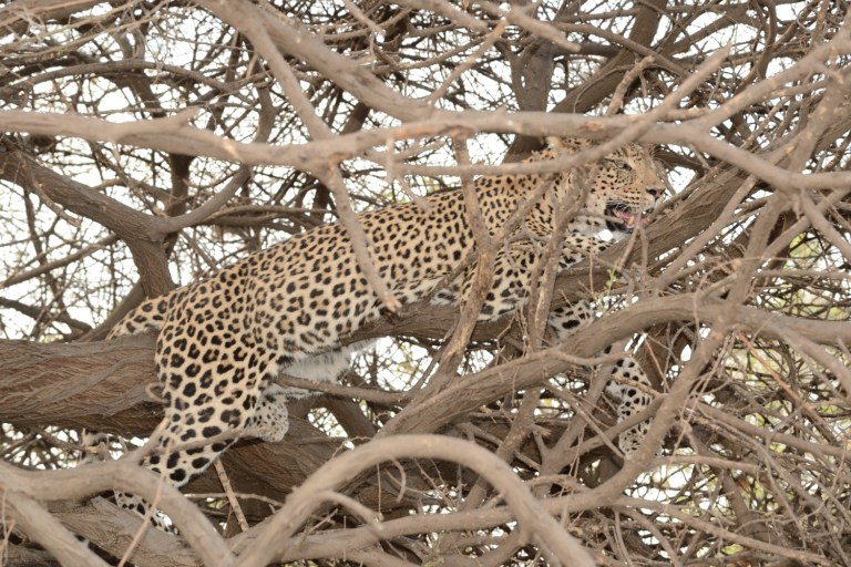 2016_11_botswana__d60_9386