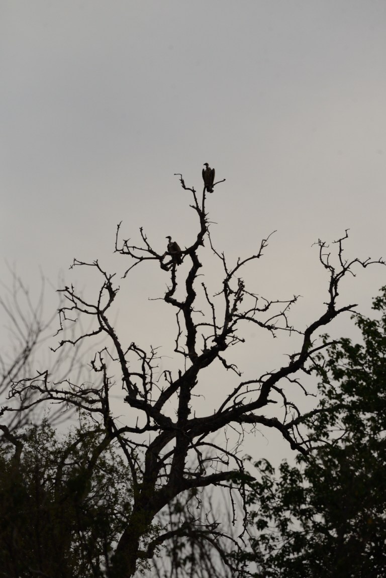 2016_11_botswana__d60_9408