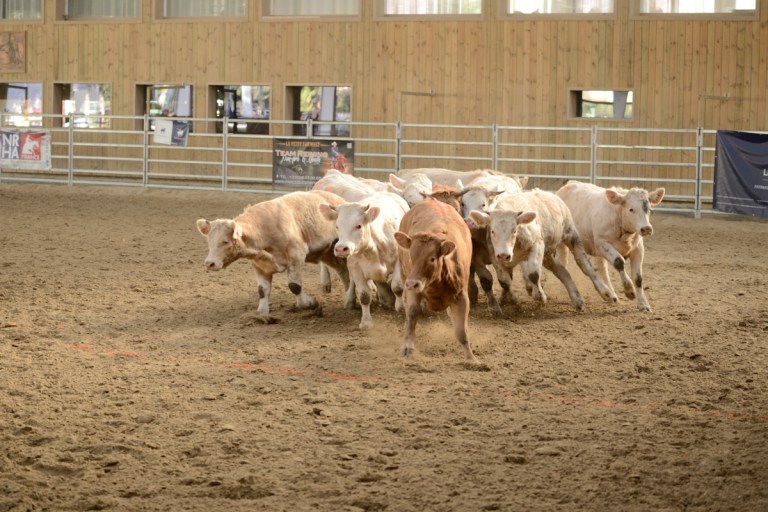 D60_2778_workin equi