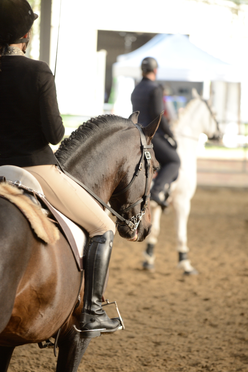 D60_2787_workin equi