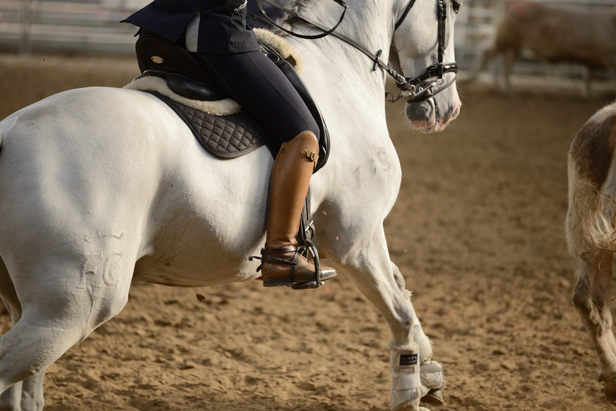 D60_2806_workin equi