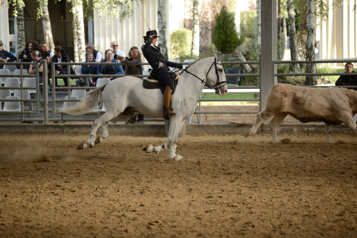 D60_2810_workin equi